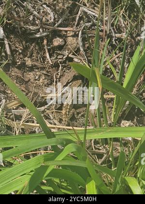 Jacky Dragon (Amphibolurus muricatus) Reptilia Stockfoto