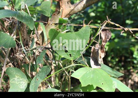 Doppelblume Passionsblume (Passiflora biflora) Plantae Stockfoto