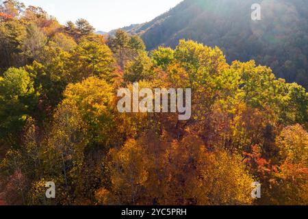 Appalachen-Berge am Herbstabend mit hell beleuchteten üppigen und Kiefernwäldern in der Herbstsaison. Herbstliche Landschaft von schöner Natur. Stockfoto