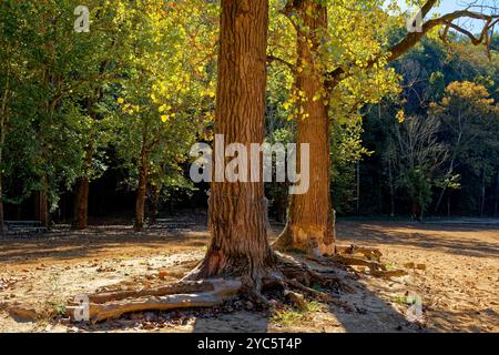 Sonnenlicht, das die großen Bäume am Strand im Park mit freiliegenden Wurzeln und leuchtenden Blättern der wechselnden Herbstsaison hervorhebt Stockfoto
