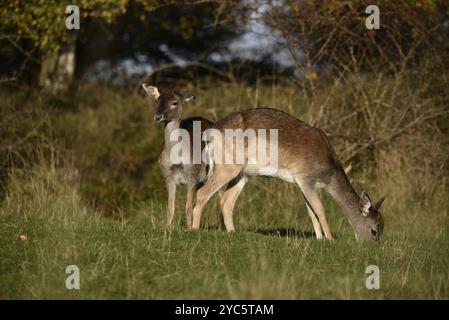 Nahaufnahme zweier Europäischer Damhirsche (Dama dama) einer weidet im rechten Profil, während ein anderer links nach oben blickt, aufgenommen im späten Goldenen Licht Stockfoto