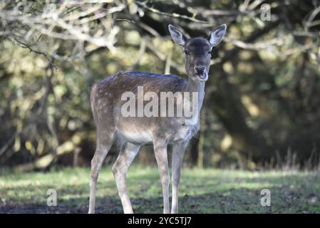 Bild eines europäischen Brachhirschtauchs (Dama dama), der auf dem Waldboden in der getapelten Nachmittagssonne steht und in die Kamera blickt, in Großbritannien Stockfoto