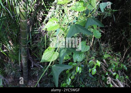 Doppelblume Passionsblume (Passiflora biflora) Plantae Stockfoto