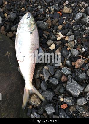 Atlantische Menhaden (Brevoortia tyrannus) Actinopterygii Stockfoto