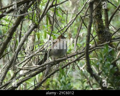 Rosafarbene Nachtigall-Soor (Catharus occidentalis) Aves Stockfoto