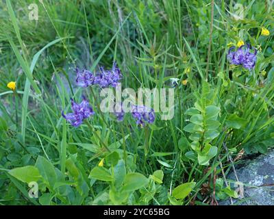 Kugelkopf-Rampion (Phyteuma hemisphaericum) Plantae Stockfoto