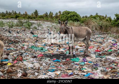 Lamu, Kenia. Oktober 2024. Ein Esel sucht auf einer Müllhalde in der Altstadt von Lamu nach Essen. Das Donkey Sanctuary Kenya, verbunden mit dem Donkey Sanctuary UK, kümmert sich um kranke Esel und informiert Besitzer über die richtige Tierpflege. In der Altstadt von Lamu, wo Esel seit dem 14. Jahrhundert wegen der engen Straßen, die nicht für Fahrzeuge geeignet sind, für den Transport von Eseln wichtig sind, sind diese Tiere oft mit Überlastung, Grausamkeit und schädlichem Plastikmüll konfrontiert. Die Bemühungen des Heiligtums zielen darauf ab, diese Probleme anzugehen und das Wohlergehen der Esel zu verbessern, was für die örtliche Gemeinschaft von entscheidender Bedeutung ist. (Bild: © James Wa Stockfoto