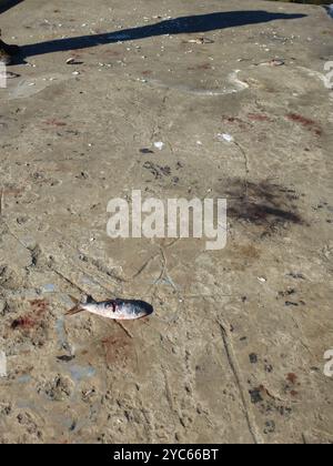 Atlantische Menhaden (Brevoortia tyrannus) Actinopterygii Stockfoto