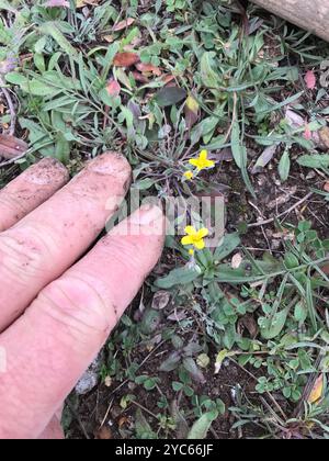 Blasenschoten (Physaria) Plantae Stockfoto