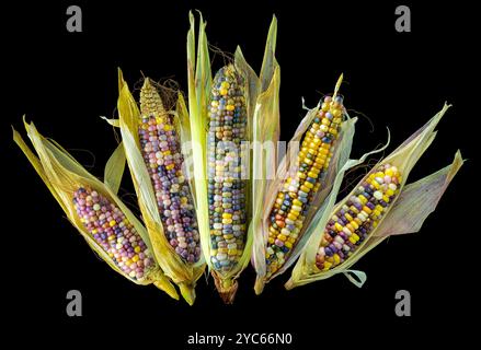 Ohrenohren aus Glas Edelstein (Zea mays) Stockfoto