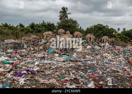 Lamu, Kenia. Oktober 2024. Eine Eselherde sucht auf einer Müllhalde in der Altstadt von Lamu nach Nahrung. Das Donkey Sanctuary Kenya, verbunden mit dem Donkey Sanctuary UK, kümmert sich um kranke Esel und informiert Besitzer über die richtige Tierpflege. In der Altstadt von Lamu, wo Esel seit dem 14. Jahrhundert wegen der engen Straßen, die nicht für Fahrzeuge geeignet sind, für den Transport von Eseln wichtig sind, sind diese Tiere oft mit Überlastung, Grausamkeit und schädlichem Plastikmüll konfrontiert. Die Bemühungen des Heiligtums zielen darauf ab, diese Probleme anzugehen und das Wohlergehen der Esel zu verbessern, was für die örtliche Gemeinschaft von entscheidender Bedeutung ist. (Kreditbild: © Stockfoto