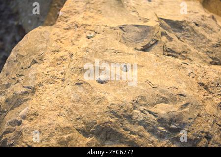 Muscheln auf einem Felsen, beleuchtet von der Sonnenuntergangssonne aus nächster Nähe Stockfoto