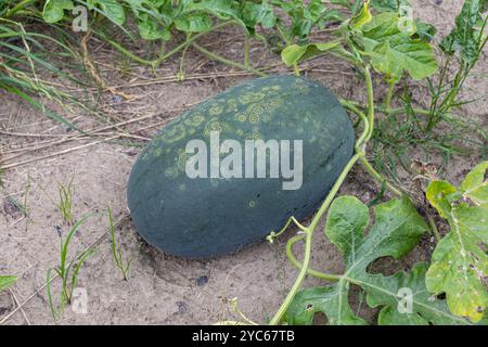 Große dunkelgrüne Wassermelone mit natürlichen Mustern, die auf der Weinrebe in einem Garten wachsen. Konzept der Eigenproduktion und der nachhaltigen Landwirtschaft Stockfoto