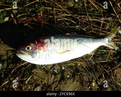 Atlantische Menhaden (Brevoortia tyrannus) Actinopterygii Stockfoto