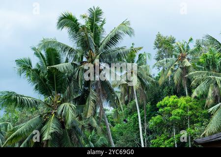 Eine üppige tropische Landschaft mit hohen Palmen mit grünen Wedeln vor einem bewölkten Himmel. Die Szene ist lebendig mit verschiedenen Grüntönen aus dem Stockfoto