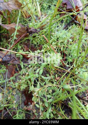 Korallenkette (Illecebrum verticillatum) Plantae Stockfoto