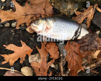 Atlantische Menhaden (Brevoortia tyrannus) Actinopterygii Stockfoto