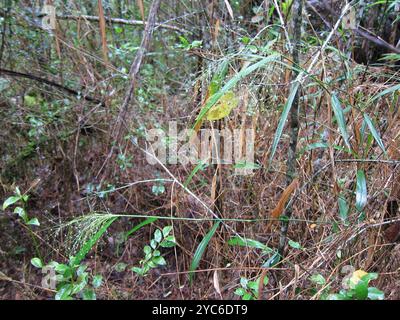 (Isachne mauritiana) Plantae Stockfoto