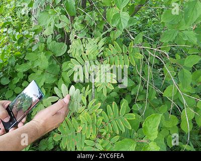 rowan Crown (Gymnosporangium cornutum) Pilze Stockfoto