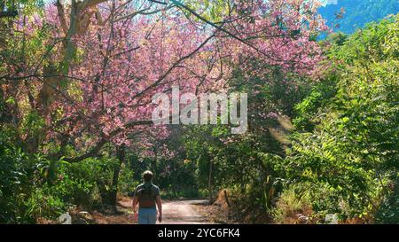 Person, die den Weg entlang geht, umgeben von blühenden rosa Kirschblüten Stockfoto
