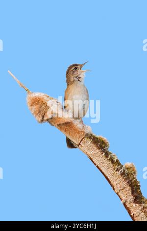 Savi's Keuscher (Locustella luscinioides) singt im Frühjahr von einem Bulrush Spike in Feuchtgebieten Stockfoto