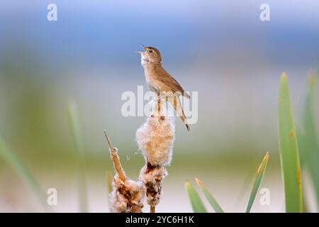 Savi's Keuscher (Locustella luscinioides) singt im Frühjahr von einem Bulrush Spike in Feuchtgebieten Stockfoto