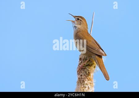 Savi's Keuscher (Locustella luscinioides) singt im Frühjahr von einem Bulrush Spike in Feuchtgebieten Stockfoto