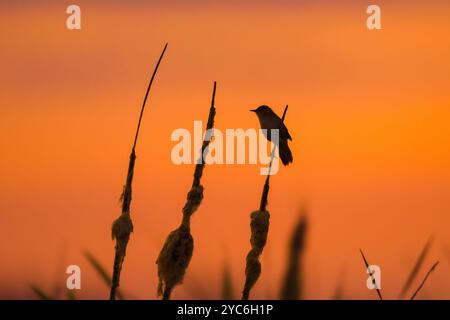 Savi's Keuschler (Locustella luscinioides), der im Frühjahr auf einem Bulrush-Stachel im Feuchtgebiet thront, mit einer Silhouette vor dem orangefarbenen Sonnenuntergangshimmel Stockfoto