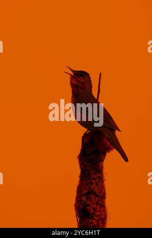 Savi's Keuschler (Locustella luscinioides) singt von der Spitze des Bulrushs im Feuchtgebiet bei Sonnenuntergang im Frühling Stockfoto