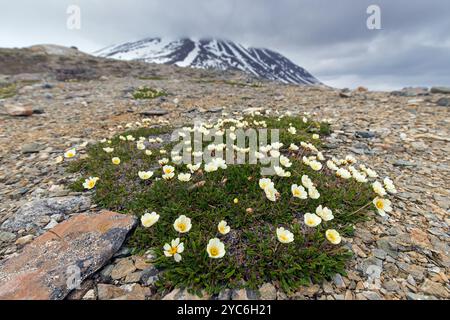 Bergavens / Achtblättrige Bergavens / weiße Dryas / weiße Dryas (Dryas octopetala) in Blüte im Sommer, Svalbard / Spitzbergen, Norwegen Stockfoto