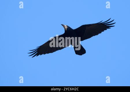 Turm (Corvus Frugilegus) im Flug gegen blauen Himmel Stockfoto