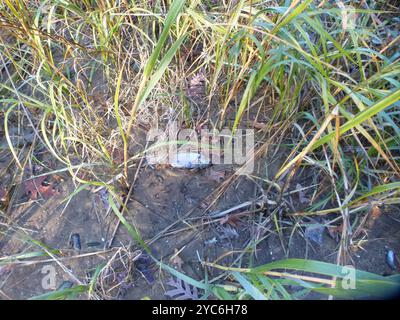 Atlantische Menhaden (Brevoortia tyrannus) Actinopterygii Stockfoto