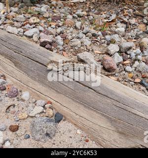 Jacky Dragon (Amphibolurus muricatus) Reptilia Stockfoto