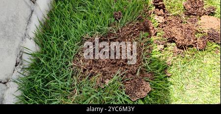Conehead Termites (Nasutitermes) Insecta Stockfoto
