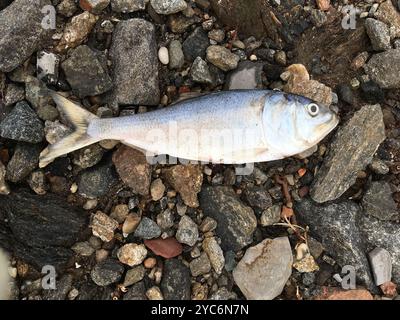 Atlantische Menhaden (Brevoortia tyrannus) Actinopterygii Stockfoto