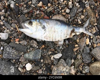 Atlantische Menhaden (Brevoortia tyrannus) Actinopterygii Stockfoto