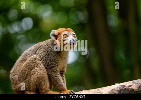 Adulte weibliche gekrönte Lemur, Eulemur coronatus am Baumstamm Stockfoto