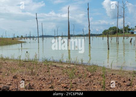 Die ruhige Landschaft des Van Blommenstijn Sees zeigt den Kontrast von Leben und Verfall mit umgefallenen Bäumen Stockfoto