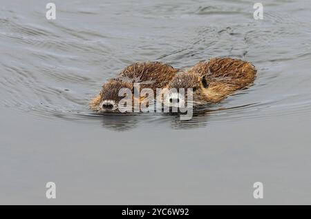 17. Oktober 2024, Schleswig-Holstein, Lübeck: 17.10.2024, Lübeck. Zwei kleine, junge Nutria (Myocastor coypus) schwimmen im Wasser eines kleinen Baches im Naturschutzgebiet Schellbruch in Lübeck an der Unteren Trave. Die Tiere stammen aus Südamerika und gelten als invasive Art. Die Nagetiere, die in der Vergangenheit wegen ihres Fells bewusst in die Wildnis eingeführt und freigelassen wurden, sind heute in ganz Deutschland zu finden und können fast überall gejagt werden. Nutria-Fleisch gilt als sehr lecker. Foto: Wolfram Steinberg/dpa Foto: Wolfram Steinberg/dpa Stockfoto