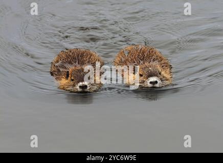 17. Oktober 2024, Schleswig-Holstein, Lübeck: 17.10.2024, Lübeck. Zwei kleine, junge Nutria (Myocastor coypus) schwimmen im Wasser eines kleinen Baches im Naturschutzgebiet Schellbruch in Lübeck an der Unteren Trave. Die Tiere stammen aus Südamerika und gelten als invasive Art. Die Nagetiere, die in der Vergangenheit wegen ihres Fells bewusst in die Wildnis eingeführt und freigelassen wurden, sind heute in ganz Deutschland zu finden und können fast überall gejagt werden. Nutria-Fleisch gilt als sehr lecker. Foto: Wolfram Steinberg/dpa Foto: Wolfram Steinberg/dpa Stockfoto