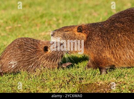 16. Oktober 2024, Schleswig-Holstein, Lübeck: 16.10.2024, Lübeck. Eine ausgewachsene Nutria (Myocastor coypus) spielt mit einem Jungtier auf einer Wiese im Naturpark Schellbruch in Lübeck an der Unteren Trave. Die Tiere stammen aus Südamerika und gelten als invasive Art. Die Nagetiere, die in der Vergangenheit aufgrund ihres Fells bewusst eingeführt und auch in die Wildnis entlassen wurden, sind heute in ganz Deutschland zu finden und können fast überall gejagt werden. Nutria-Fleisch gilt als sehr lecker. Foto: Wolfram Steinberg/dpa Foto: Wolfram Steinberg/dpa Stockfoto