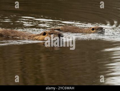 17. Oktober 2024, Schleswig-Holstein, Lübeck: 17.10.2024, Lübeck. Eine ausgewachsene Nutria (Myocastor coypus) schwimmt in einem kleinen Bach zusammen mit einem Jungtier (r) im Naturschutzgebiet Schellbruch in Lübeck an der Unteren Trave. Die Tiere stammen aus Südamerika und gelten als invasive Art. Die Nagetiere, die in der Vergangenheit aufgrund ihres Fells bewusst eingeführt und auch in die Wildnis entlassen wurden, sind heute in ganz Deutschland zu finden und können fast überall gejagt werden. Nutria-Fleisch gilt als sehr lecker. Foto: Wolfram Steinberg/dpa Foto: Wolfram Steinberg/dpa Stockfoto