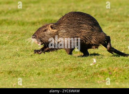 16. Oktober 2024, Schleswig-Holstein, Lübeck: 16.10.2024, Lübeck. Eine ausgewachsene Nutria (Myocastor coypus) verläuft über eine Wiese im Naturpark Schellbruch in Lübeck an der Unteren Trave. Die Tiere stammen aus Südamerika und gelten als invasive Art. Die Nagetiere, die in der Vergangenheit aufgrund ihres Fells bewusst eingeführt und auch in die Wildnis freigelassen wurden, sind heute in ganz Deutschland zu finden und können fast überall gejagt werden. Nutria-Fleisch gilt als sehr lecker. Foto: Wolfram Steinberg/dpa Foto: Wolfram Steinberg/dpa Stockfoto