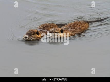 17. Oktober 2024, Schleswig-Holstein, Lübeck: 17.10.2024, Lübeck. Zwei kleine, junge Nutria (Myocastor coypus) schwimmen im Wasser eines kleinen Baches im Naturschutzgebiet Schellbruch in Lübeck an der Unteren Trave. Die Tiere stammen aus Südamerika und gelten als invasive Art. Die Nagetiere, die in der Vergangenheit wegen ihres Fells bewusst in die Wildnis eingeführt und freigelassen wurden, sind heute in ganz Deutschland zu finden und können fast überall gejagt werden. Nutria-Fleisch gilt als sehr lecker. Foto: Wolfram Steinberg/dpa Foto: Wolfram Steinberg/dpa Stockfoto