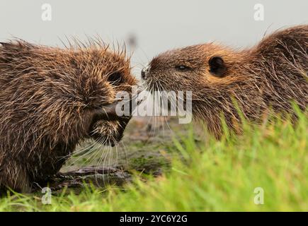 17. Oktober 2024, Schleswig-Holstein, Lübeck: 17.10.2024, Lübeck. Zwei kleine, junge Nutria (Myocastor coypus) spielen auf einer Bank im Naturschutzgebiet Schellbruch in Lübeck an der Unteren Trave. Einer der Jungen (l) reinigt sich selbst. Die Tiere stammen aus Südamerika und gelten als invasive Art. Die Nagetiere, die in der Vergangenheit aufgrund ihres Fells bewusst eingeführt und auch in die Wildnis entlassen wurden, sind heute in ganz Deutschland zu finden und können fast überall gejagt werden. Nutria-Fleisch gilt als sehr lecker. Foto: Wolfram Steinberg/dpa Foto: Wolfram Steinberg/dpa Stockfoto