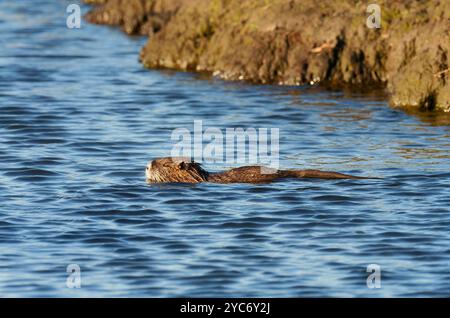 16. Oktober 2024, Schleswig-Holstein, Lübeck: 16.10.2024, Lübeck. Eine Nutria (Myocastor coypus) schwimmt in einem kleinen Wasserlauf im Naturschutzgebiet Schellbruch in Lübeck an der Unteren Trave. Die Tiere stammen aus Südamerika und gelten als invasive Art. Die Nagetiere, die in der Vergangenheit wegen ihres Fells bewusst in die Wildnis eingeführt und freigelassen wurden, sind heute in ganz Deutschland zu finden und können fast überall gejagt werden. Nutria-Fleisch gilt als sehr lecker. Foto: Wolfram Steinberg/dpa Foto: Wolfram Steinberg/dpa Stockfoto