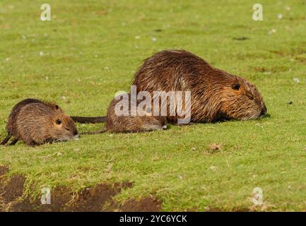 16. Oktober 2024, Schleswig-Holstein, Lübeck: 16.10.2024, Lübeck. Eine ausgewachsene Nutria (Myocastor coypus) steht auf einer Wiese mit Jungtieren im Naturpark Schellbruch in Lübeck an der Unteren Trave. Die Tiere stammen aus Südamerika und gelten als invasive Art. Die Nagetiere, die in der Vergangenheit aufgrund ihres Fells bewusst eingeführt und auch in die Wildnis entlassen wurden, sind heute in ganz Deutschland zu finden und können fast überall gejagt werden. Nutria-Fleisch gilt als sehr lecker. Foto: Wolfram Steinberg/dpa Foto: Wolfram Steinberg/dpa Stockfoto