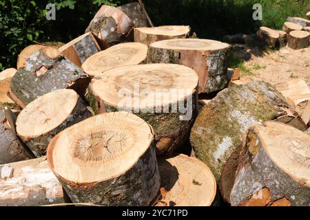 Baumstämme, die für Winterbrände in Baumstümpfe geschnitten werden. Stockfoto