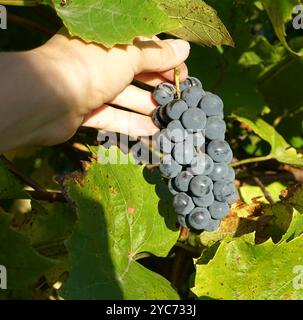 Man erntet einen Haufen blauer Weintrauben in einer Weinhefe Stockfoto