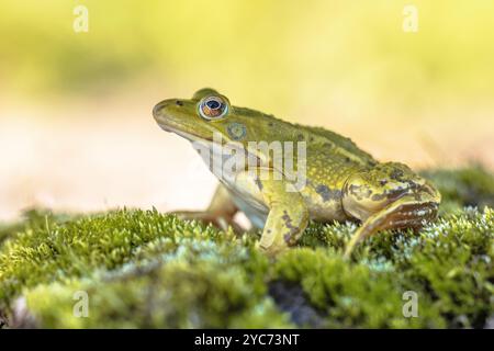 Poolfrosch (Pelophylax lessonae) ist ein europäischer Frosch in der Familie der Ranidae. Gründe für den Bevölkerungsrückgang sind die Luftverschmutzung, die zu einer übermäßigen Nitrifikation führt Stockfoto